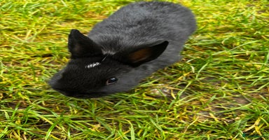 Netherland Dwarf rabbits - Advert 15