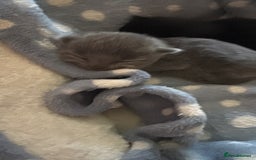 British Shorthair cats for sale: 1 Gorgeous Black kitten Remaining - Image 9
