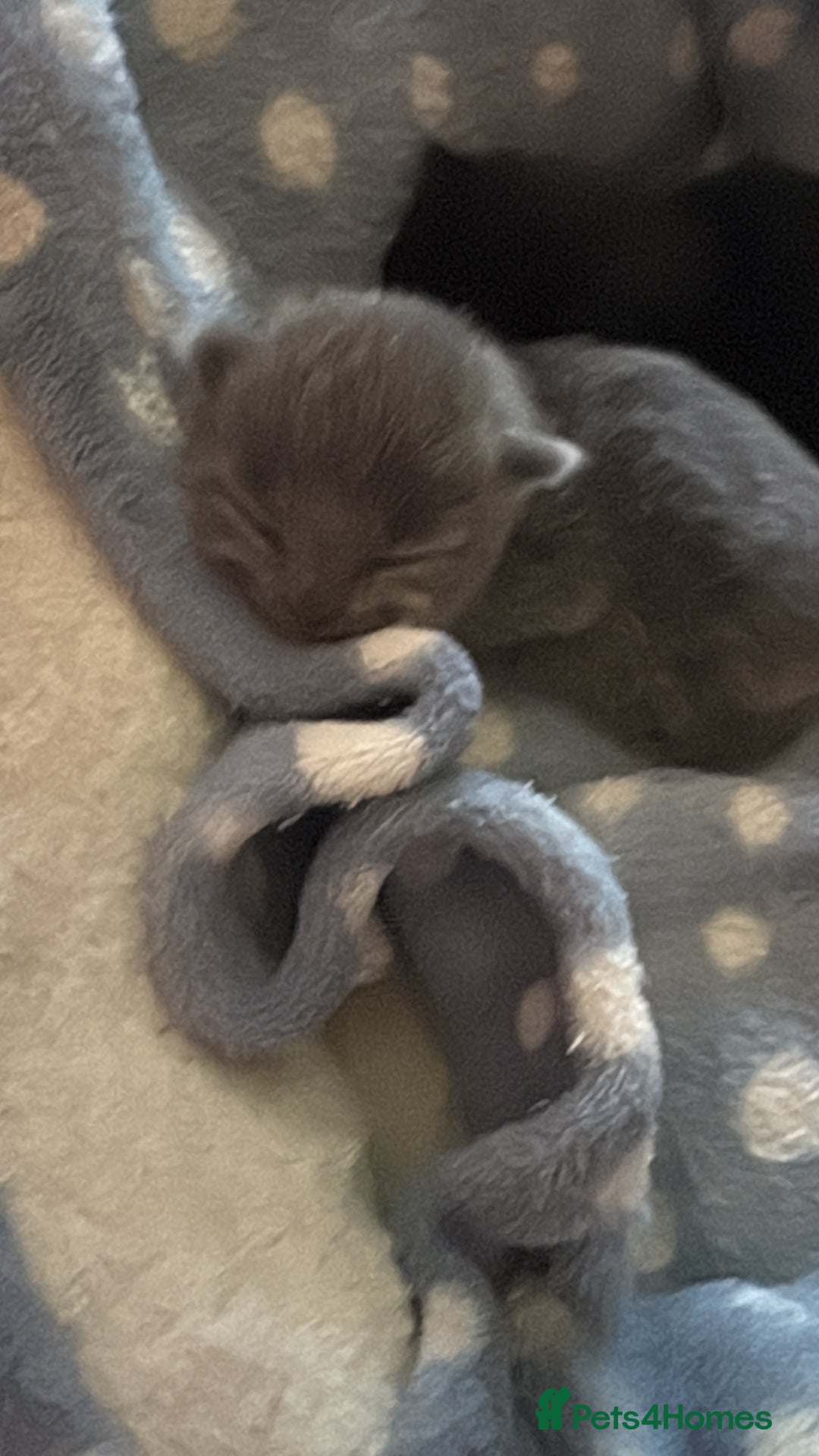 British Shorthair cats for sale: 1 Gorgeous Black kitten Remaining - Image 9