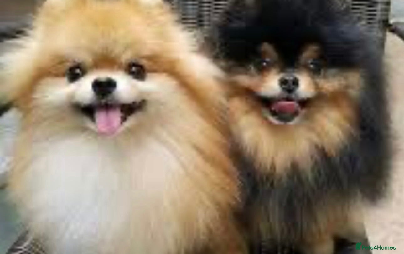 Pomeranian dogs 🏆KC Poms Russian/Taiwan bloodlines champion 🏆 - Advert 6