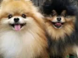 Pomeranian dogs 🏆KC Poms Russian/Taiwan bloodlines champion 🏆 - Advert 3