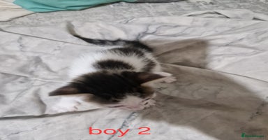 Mixed Breed cats - Advert 4