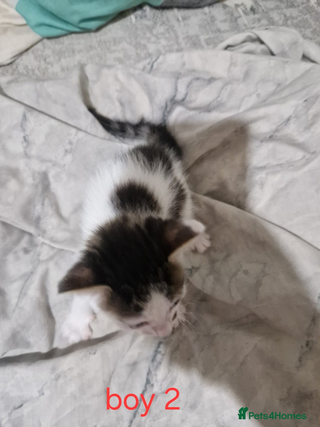 Mixed Breed cats for sale: Georgous playfull kittens  - Image 3