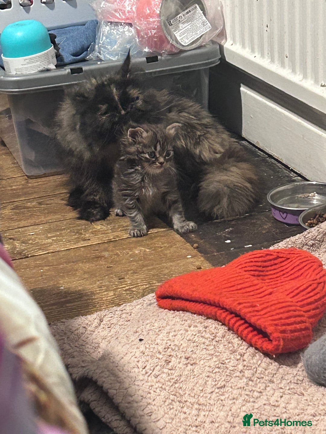 Persian cats for sale: Single female persian - Advert 7