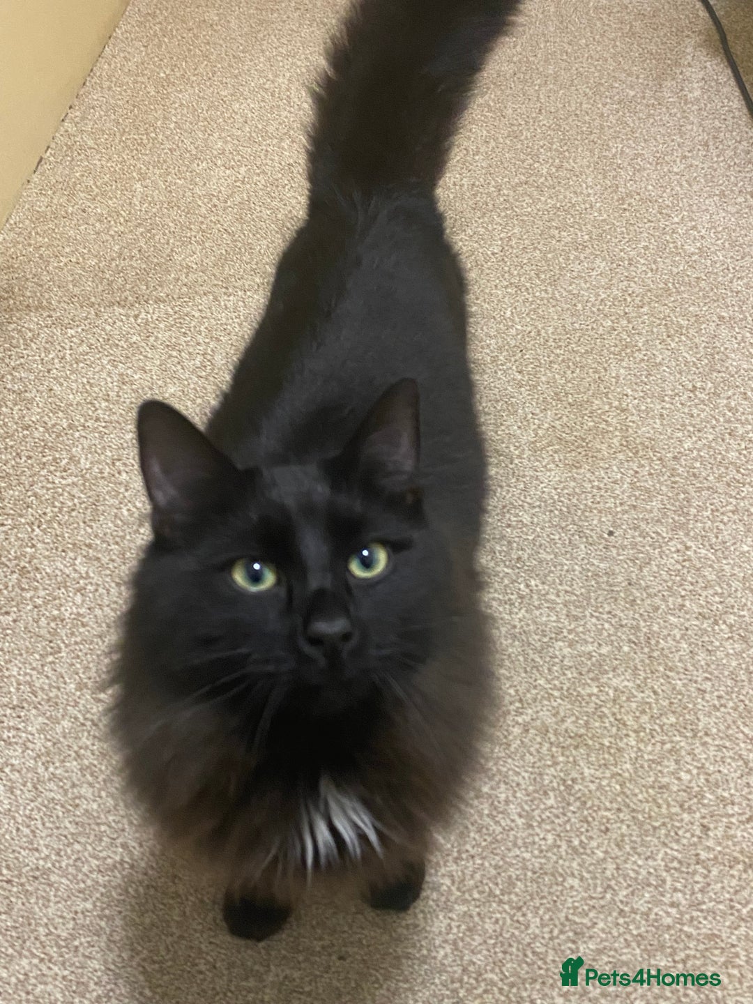 British Longhair cats for sale: 7month old male cat - Advert 10