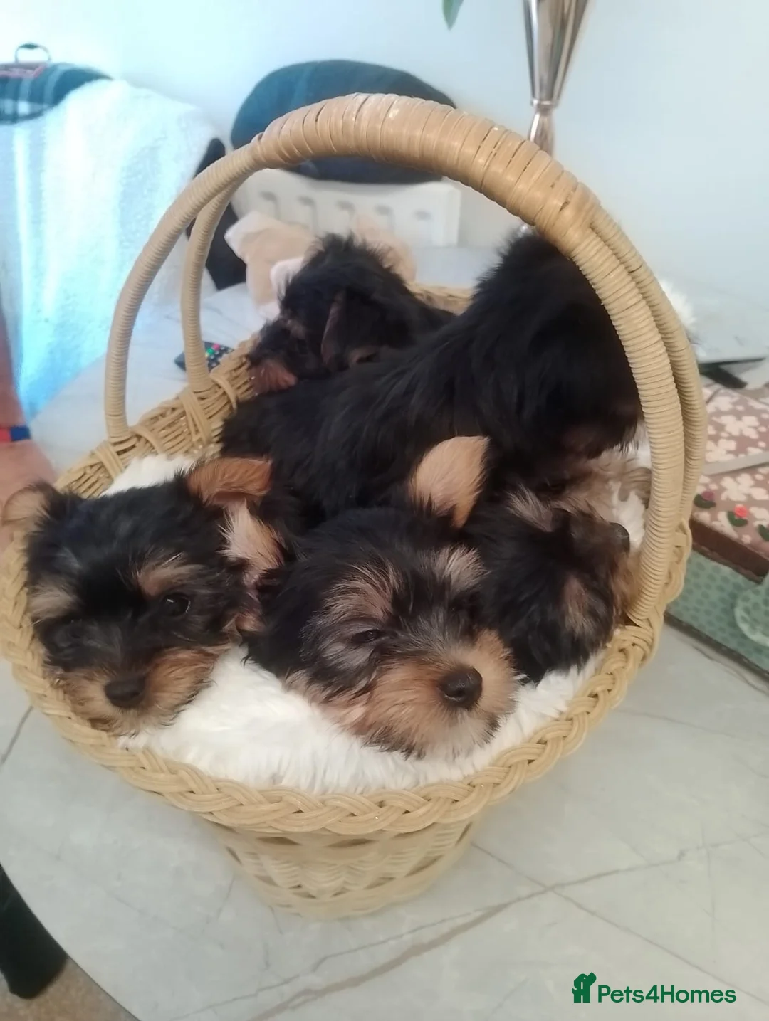Yorkshire Terrier dogs for sale: puppies available  in Cambridge - Advert 2