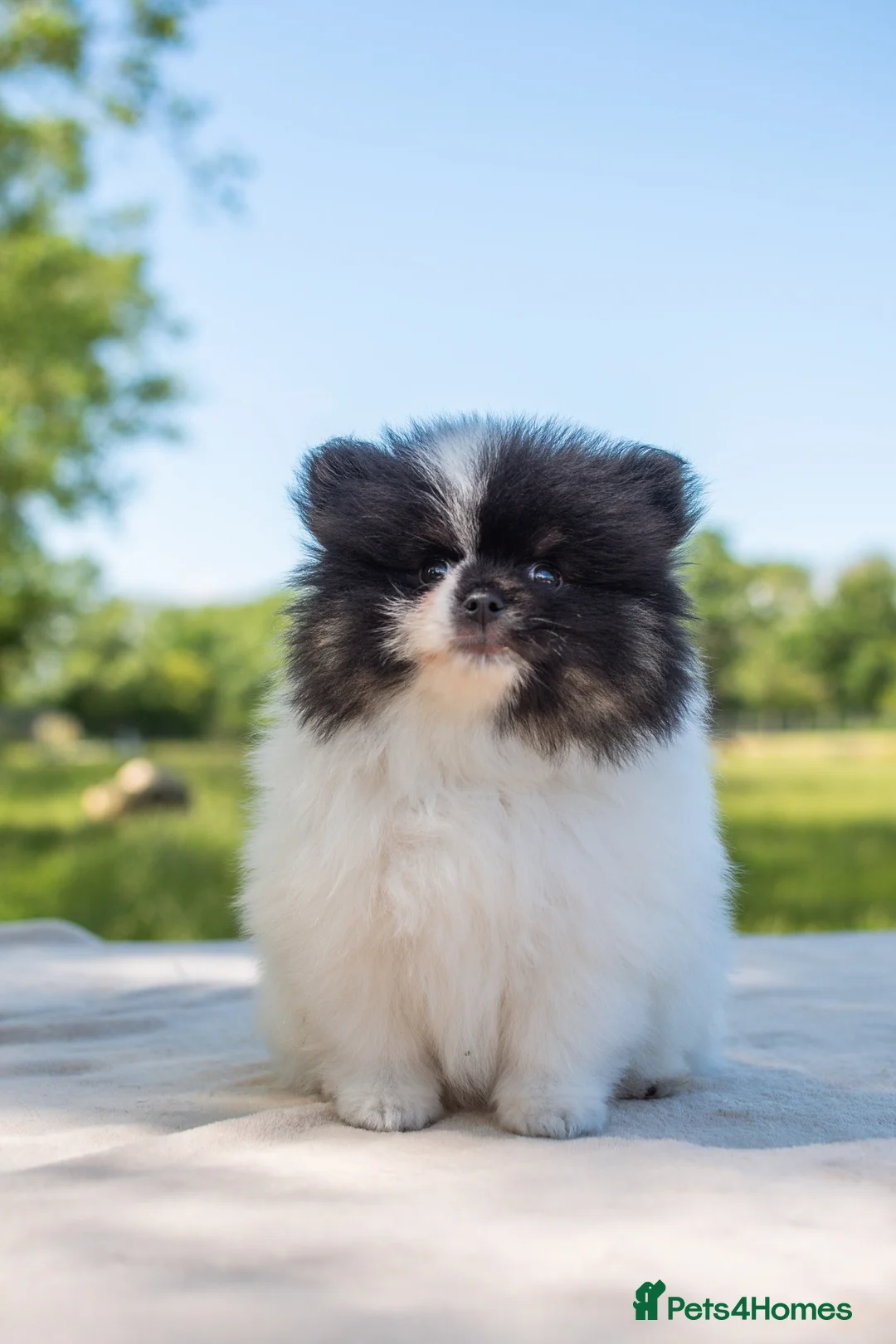 Pomeranian dogs for sale: 🐾1 Parti Boy available TODAY🐾KC Reg 🐾Licensed - Advert 1