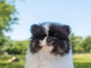 Pomeranian dogs 🐾1 Parti Boy available TODAY🐾KC Reg 🐾Licensed - Advert 1