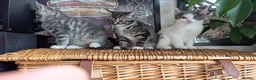 Mixed Breed cats for sale: 5 beautiful kittens for sale - Advert 17