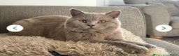 British Shorthair cats for sale: Stunning British Shorthair Kittens -  Ready in May in Holywell - Advert 30