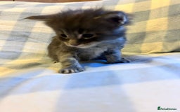 Maine Coon cats for sale: 5 week old Pure Bred Maine Coons for sale. - Image 15