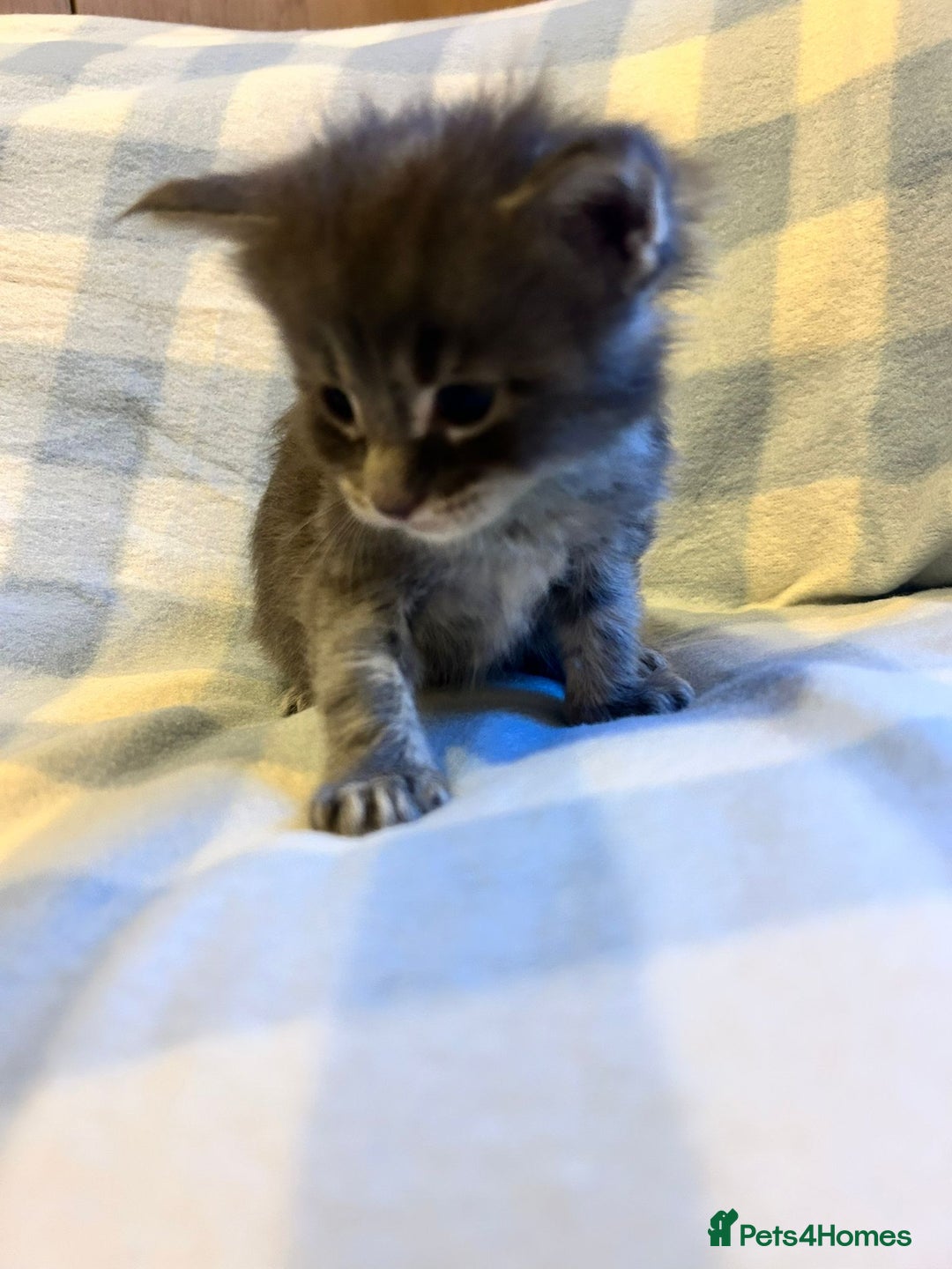 Maine Coon cats for sale: 5 week old Pure Bred Maine Coons for sale. - Image 15