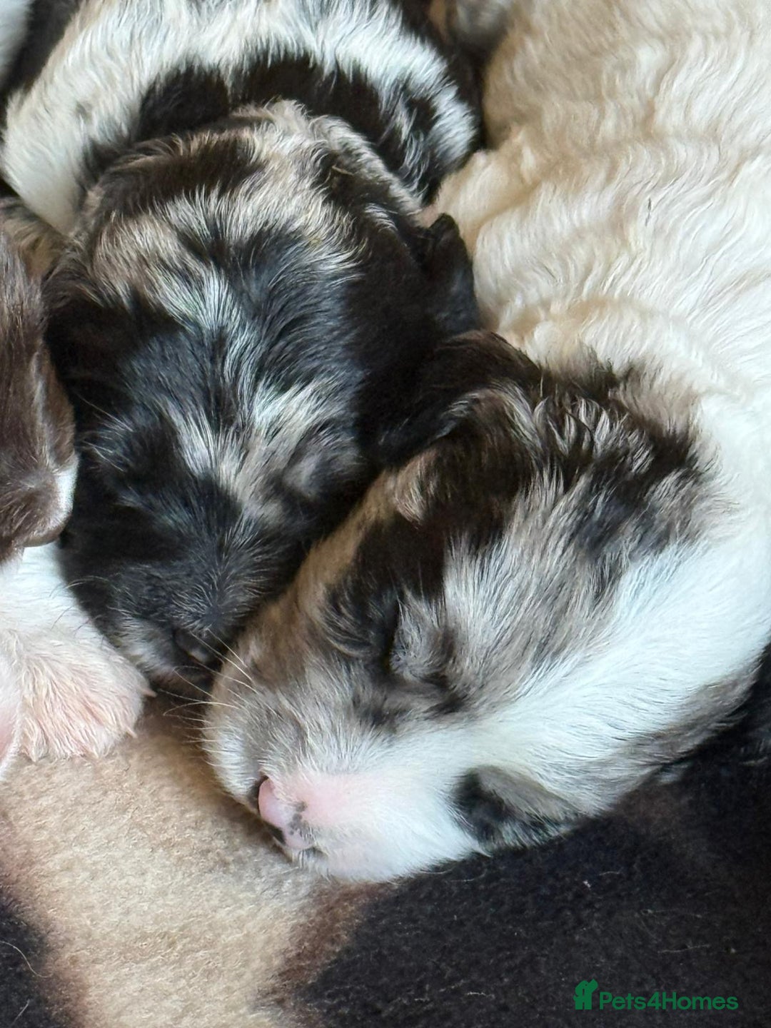 Sproodle dogs for sale: Merle F1 Sproodles 5⭐️Licenced Breeder full DNA - Advert 21