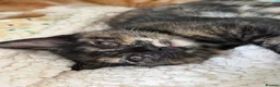 Mixed Breed cats for sale: Maine coon mixed kitten clever and very very sweet in Chelmsford - Advert 11