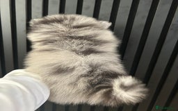 Pomeranian dogs for sale: Adorable bear faced fluffy merle Pomeranians - Image 18