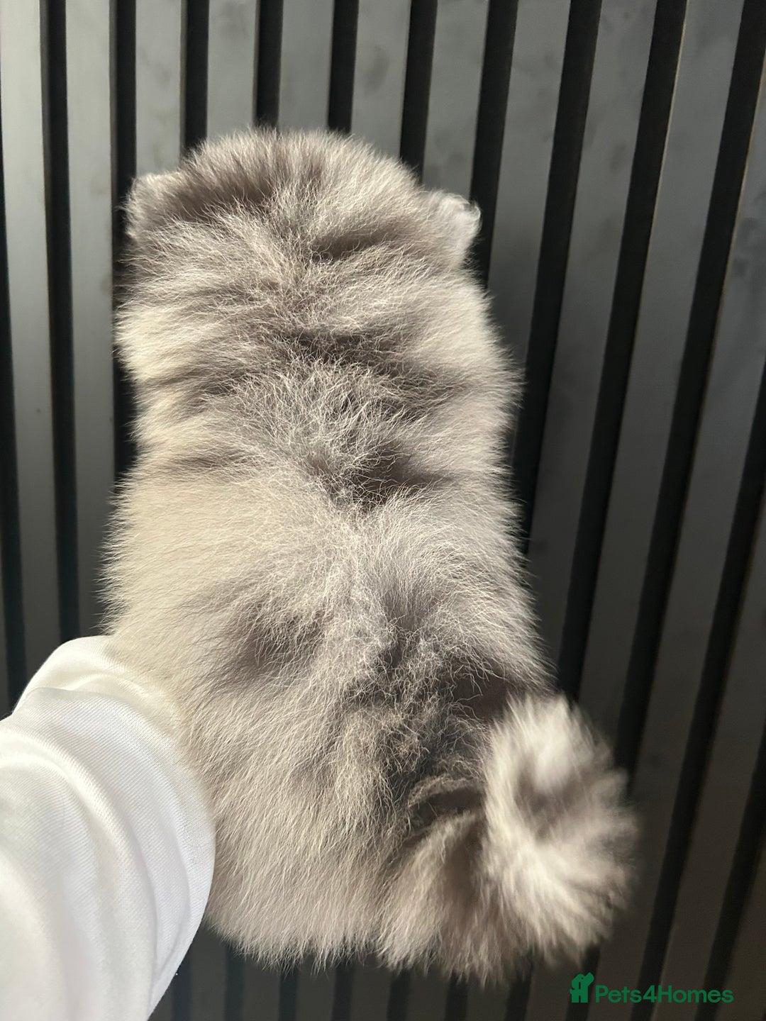 Pomeranian dogs for sale: Adorable bear faced fluffy merle Pomeranians - Image 18