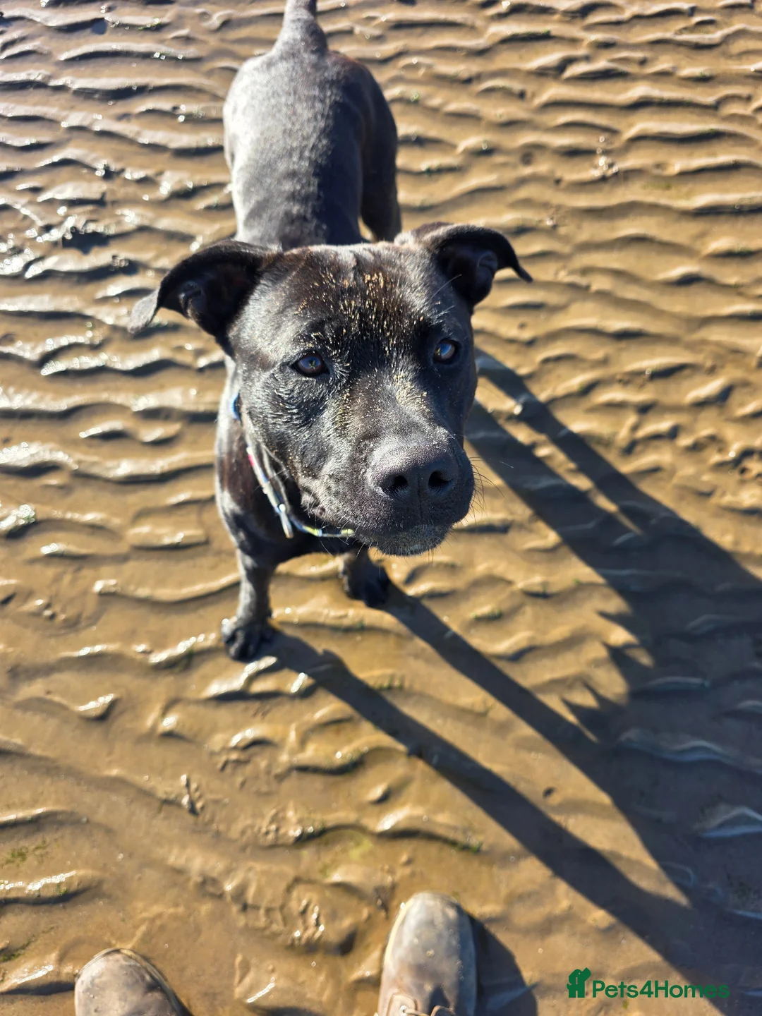 Mixed Breed dogs for sale: Staffy X cain corso  - Advert 12