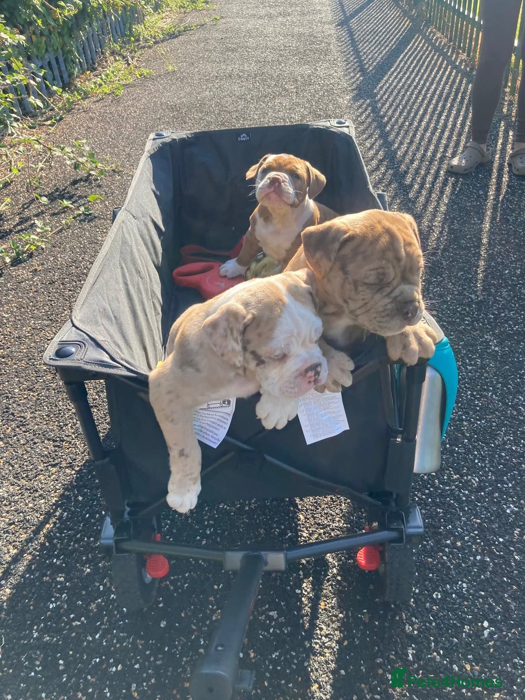 Old Tyme Bulldog dogs for sale: Old Tyme Bulldog pups 9 weeks  - Image 6