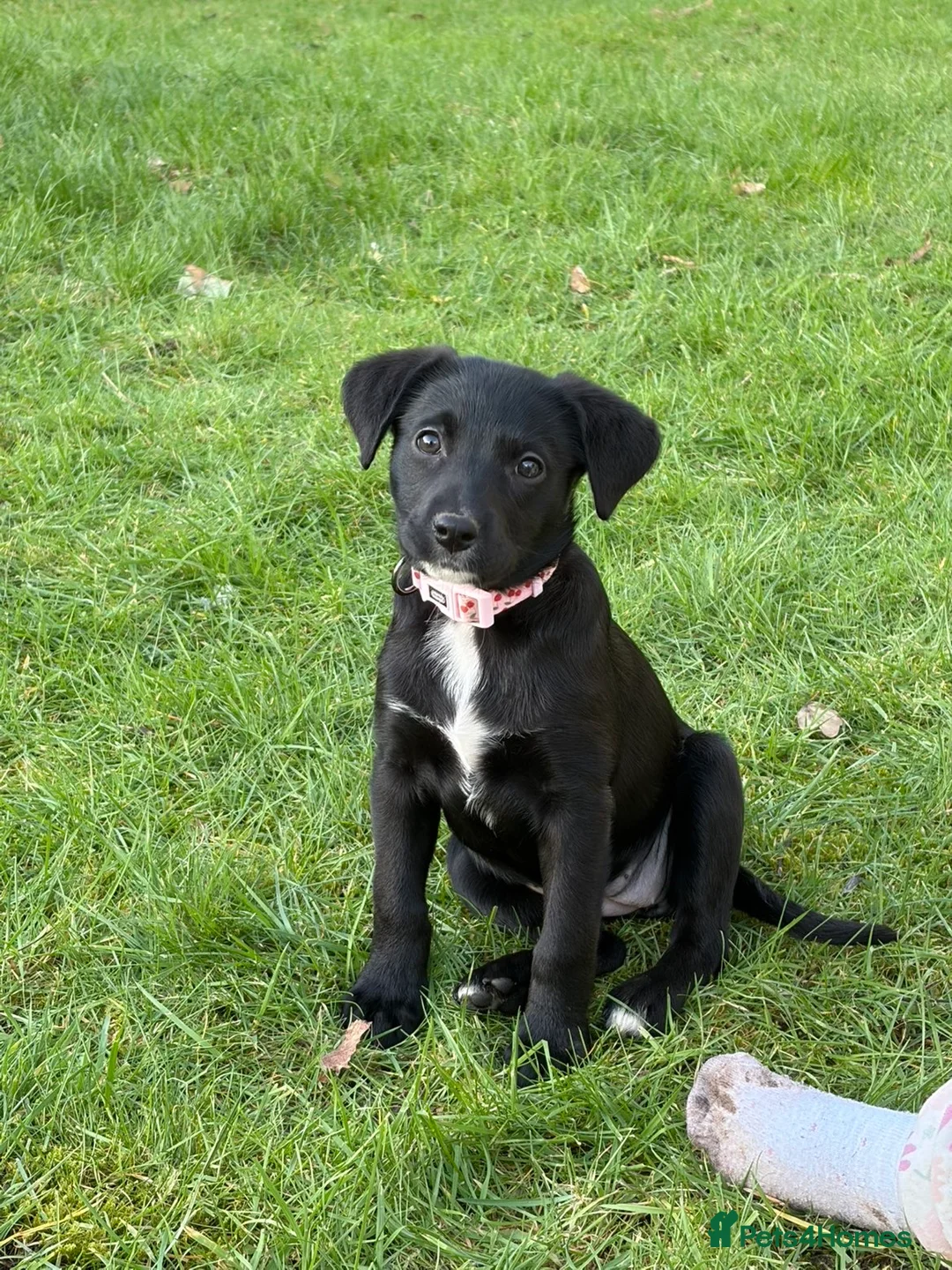 Mixed Breed dogs for sale: Beautiful Black Labrador for sale in Henley-in-Arden - Advert 2