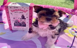 Biewer Terrier dogs for sale: ❗️1 GIRL LEFT ❗️BIEWER YORKSHIRE TERRIER❤️ - Image 2