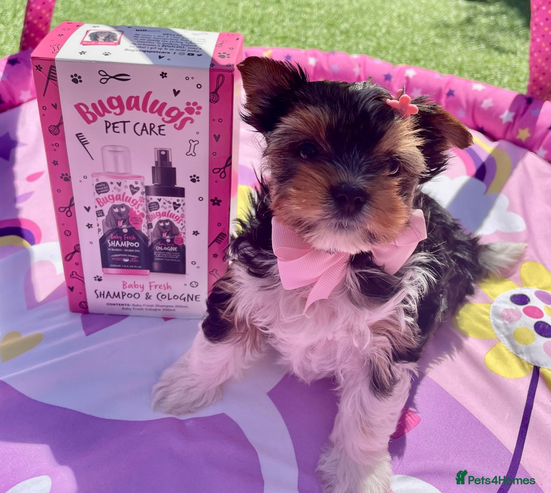 Biewer Terrier dogs for sale: ❗️1 GIRL LEFT ❗️BIEWER YORKSHIRE TERRIER❤️ - Image 2