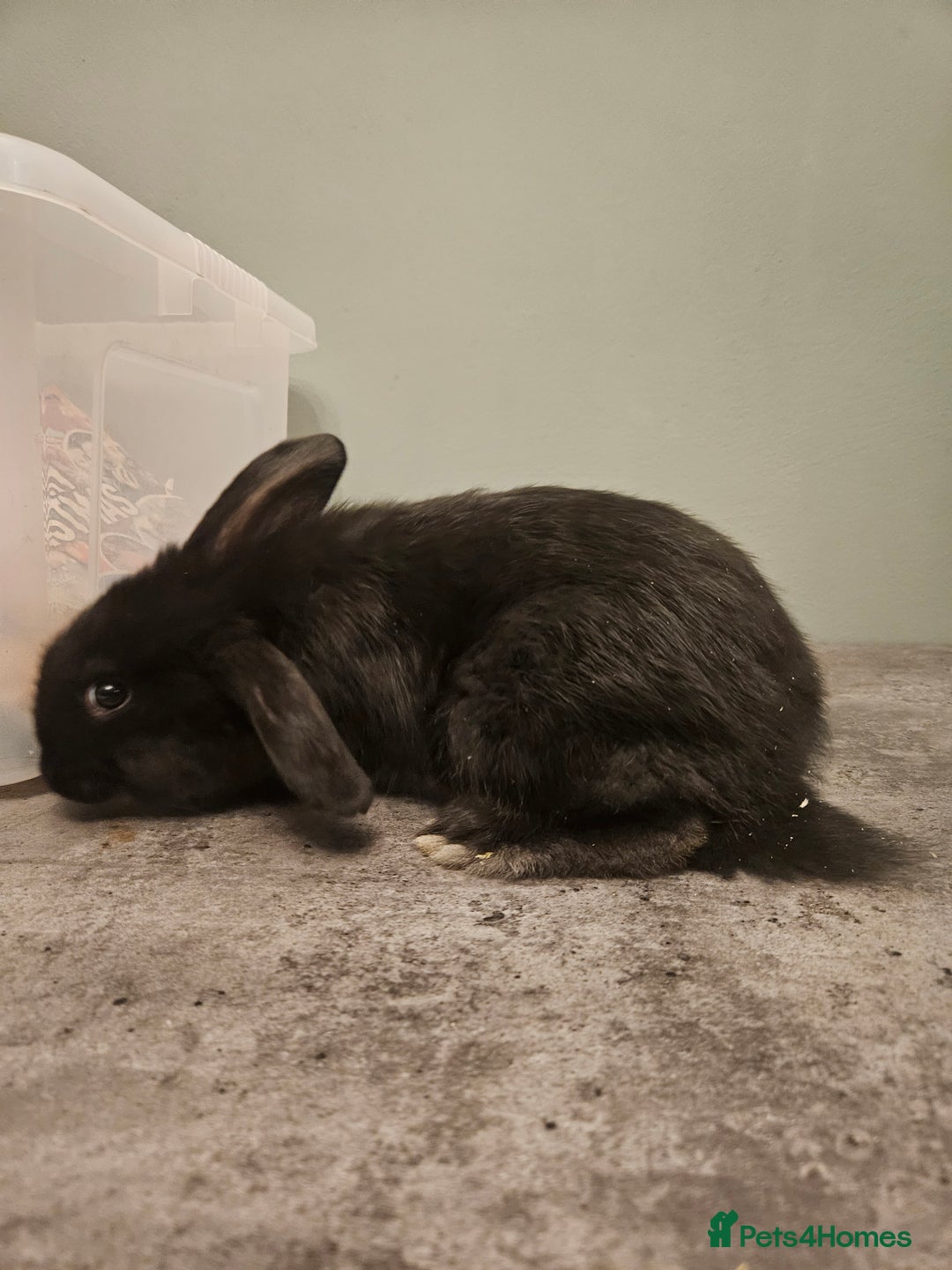 French Lop rabbits for sale: French lop ** last one left** - Advert 7