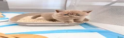 British Shorthair cats for sale: TICA Registered Lilac BSH Kitten – Champion Dad - Advert 5