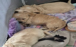 Mixed Breed dogs for sale: F1 Cockapoo and Maltipoo hybrid - Image 13