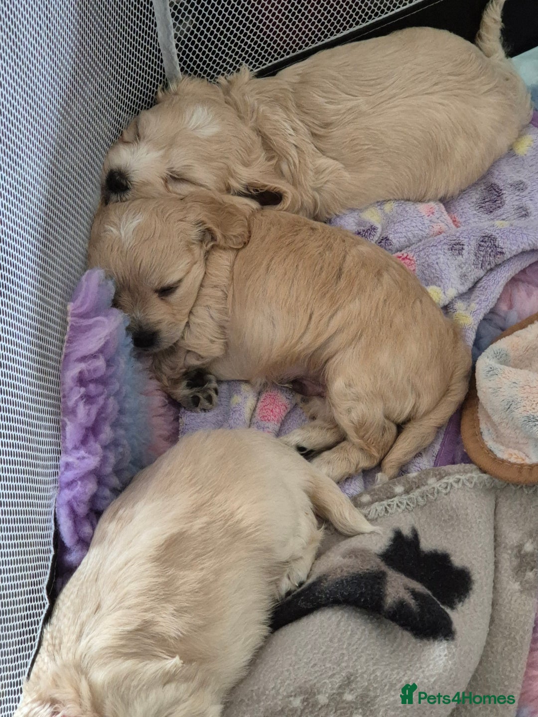 Mixed Breed dogs for sale: F1 Cockapoo and Maltipoo hybrid - Image 13