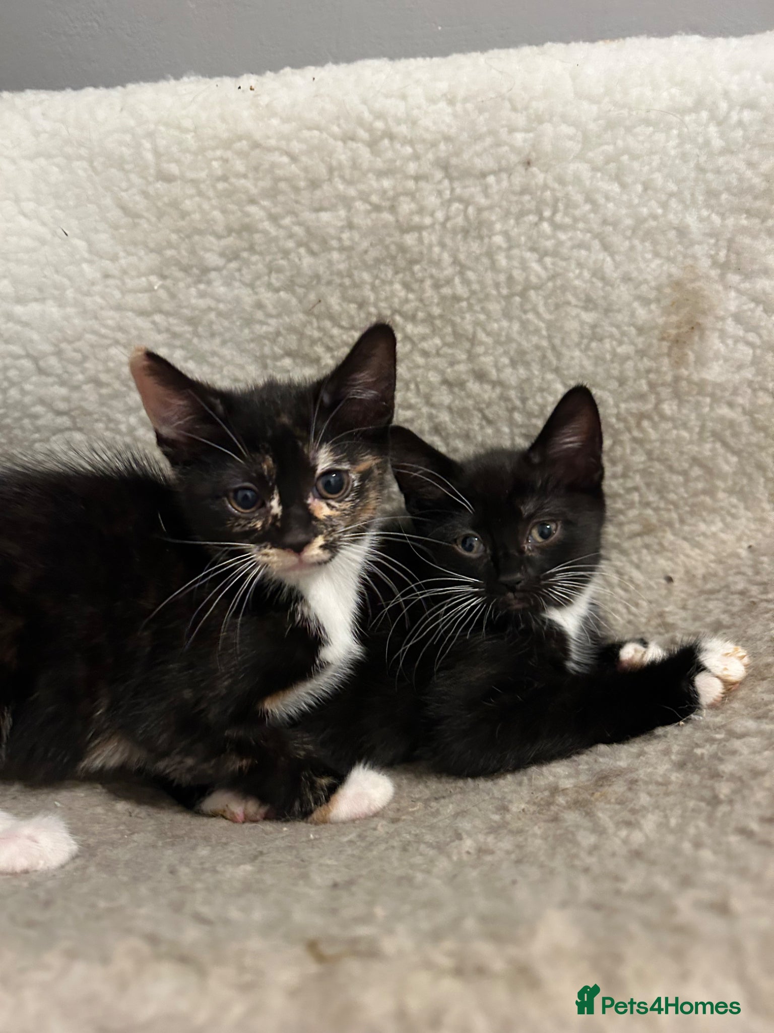Mixed Breed cats 🚨2 BABIES READY FOR THEIR FOREVER HOME🚨 - Advert 6