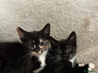 Mixed Breed cats 🚨2 BABIES READY FOR THEIR FOREVER HOME🚨 - Advert 6