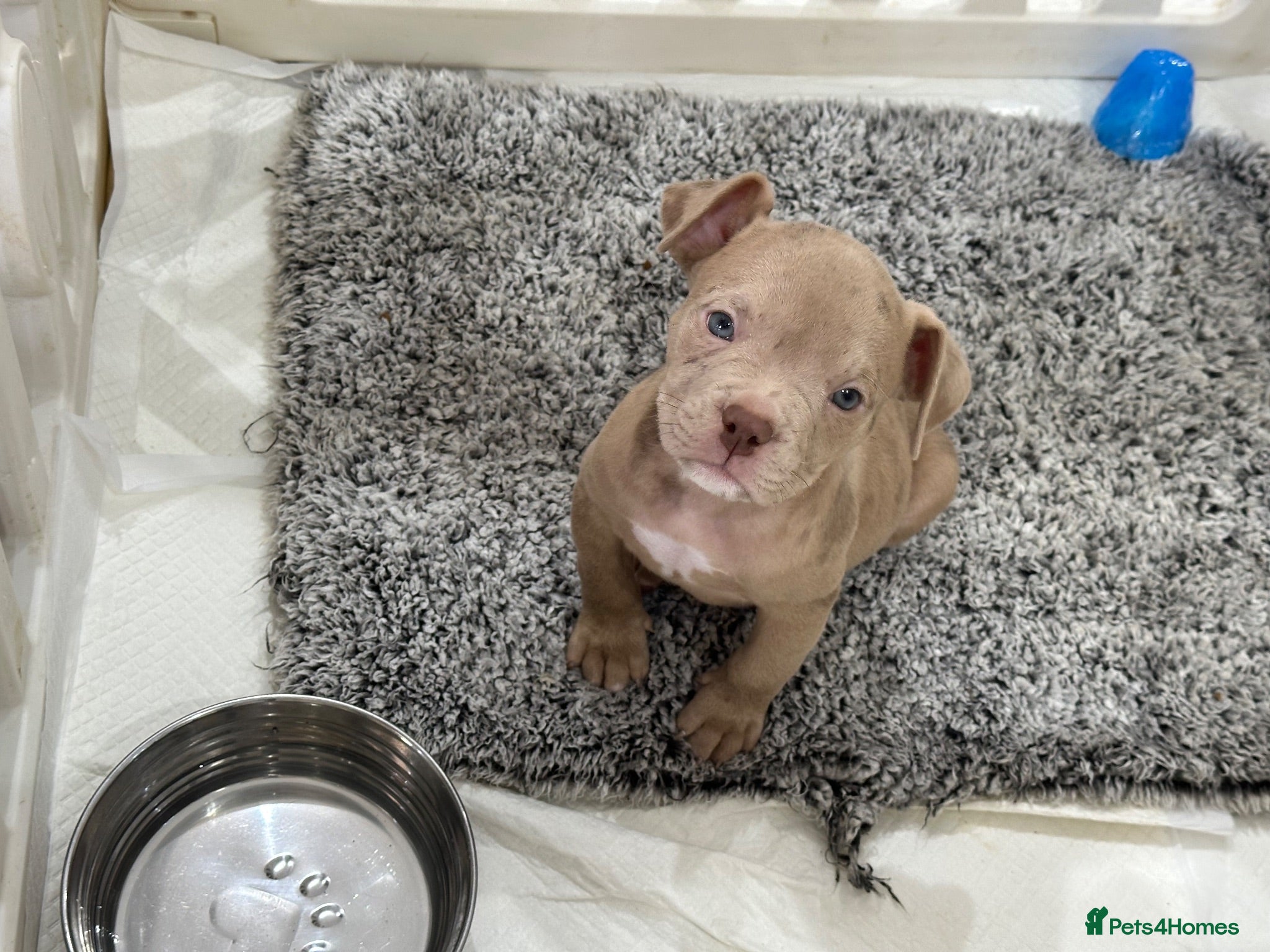 American Bully dogs Last male Pocket bully  - Advert 2