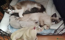 Ragdoll cats for sale: Ragdoll kittens  - Image 2