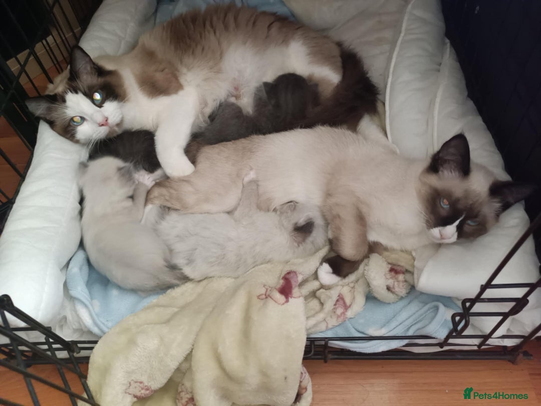 Ragdoll cats for sale: Ragdoll kittens  - Image 2