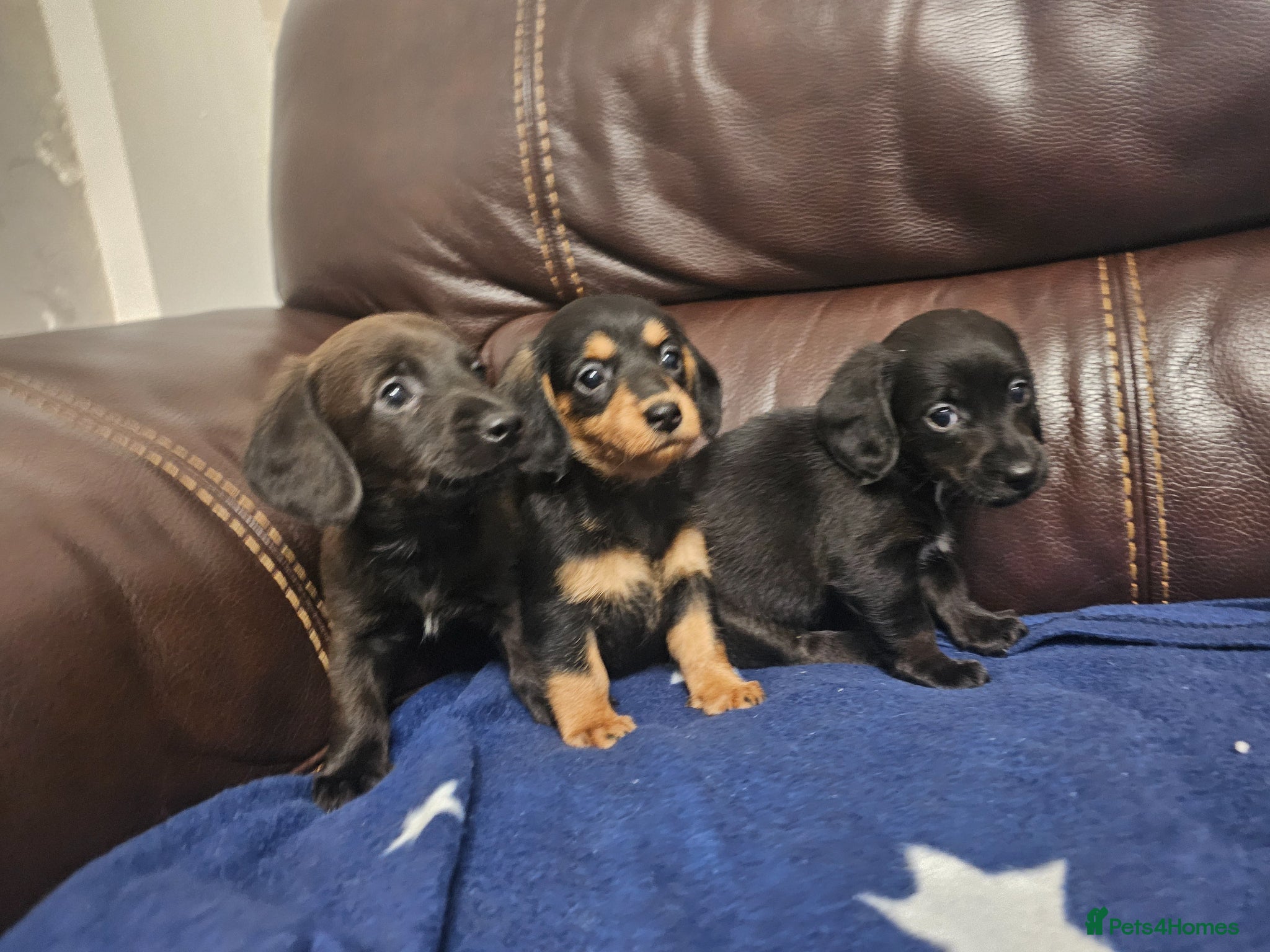 Doxiepoo dogs Doxiepoo puppies - Advert 1