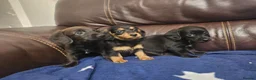Doxiepoo dogs for sale: Doxiepoo puppies - Advert 1