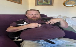 Mixed Breed cats for sale: Tuxedo Kittens  - Image 7