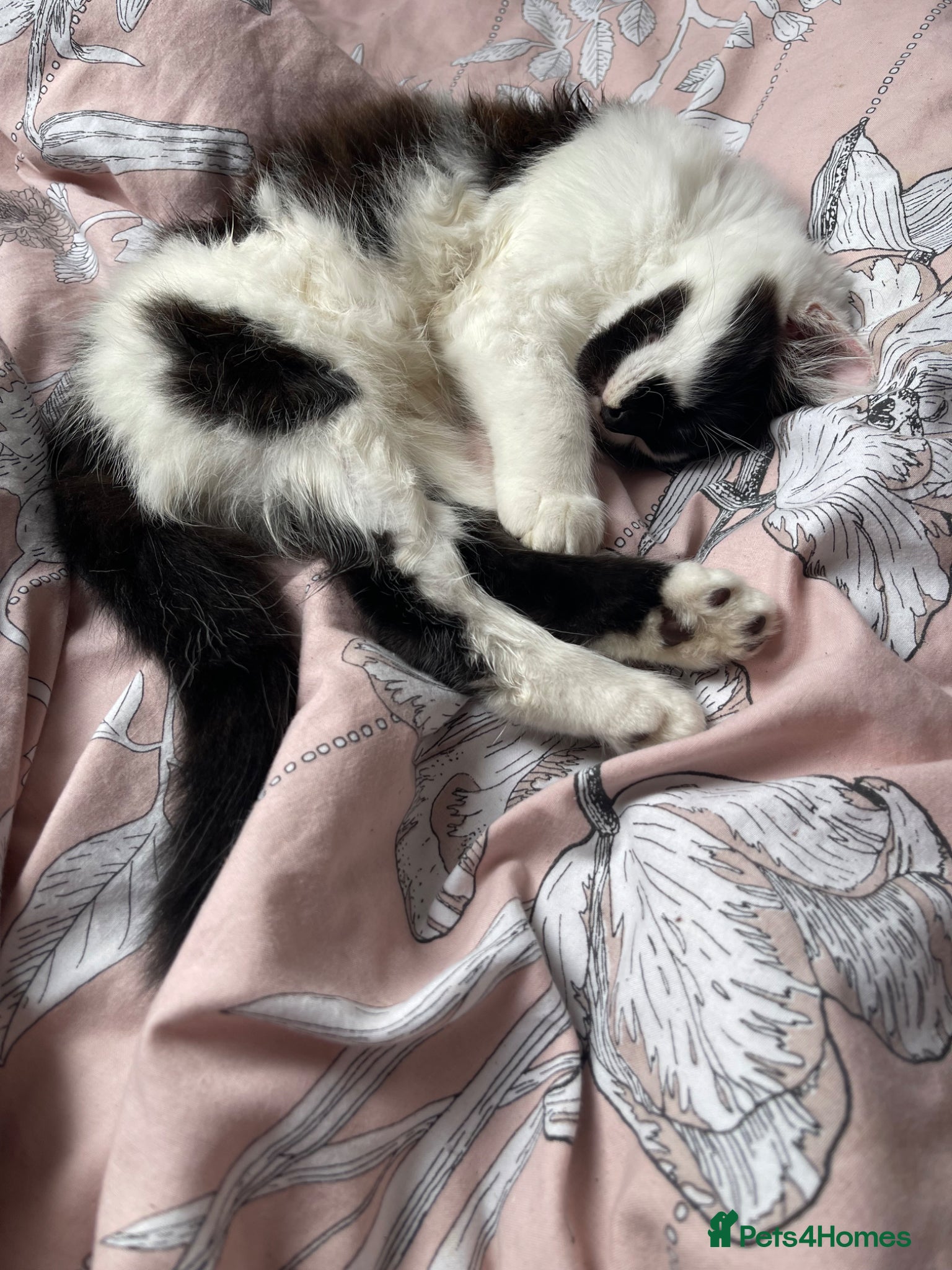 Mixed Breed cats for sale: Boy Kitty  - Advert 3