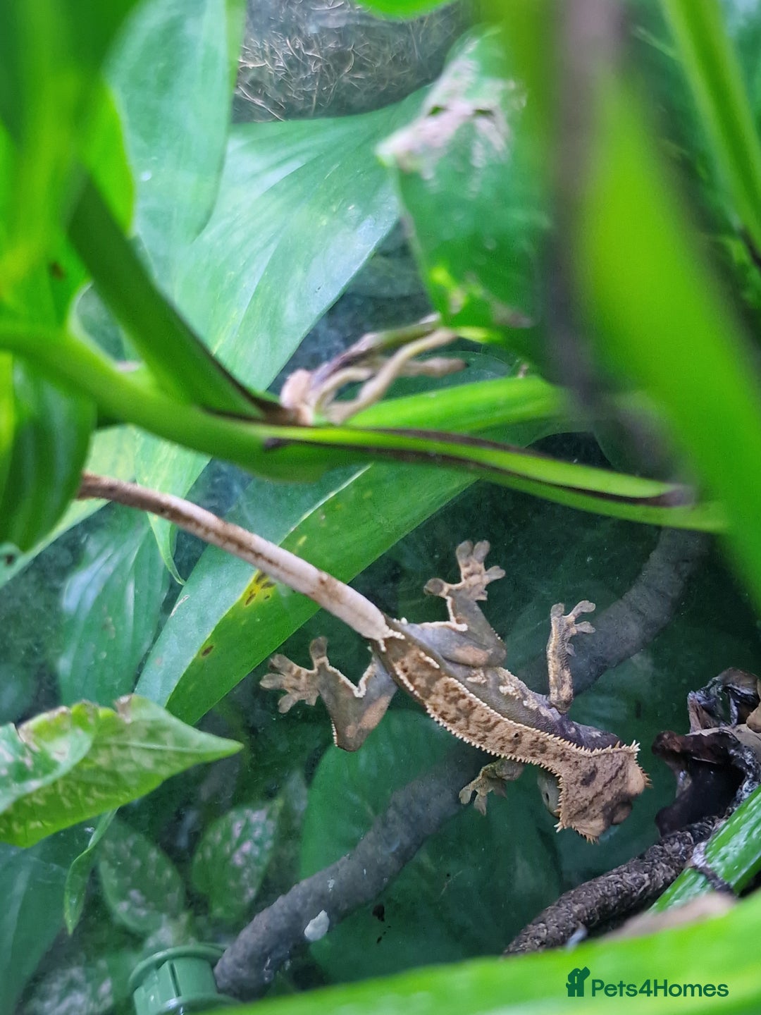 Gecko reptiles for sale: Beautiful female crested gecko - Image 3
