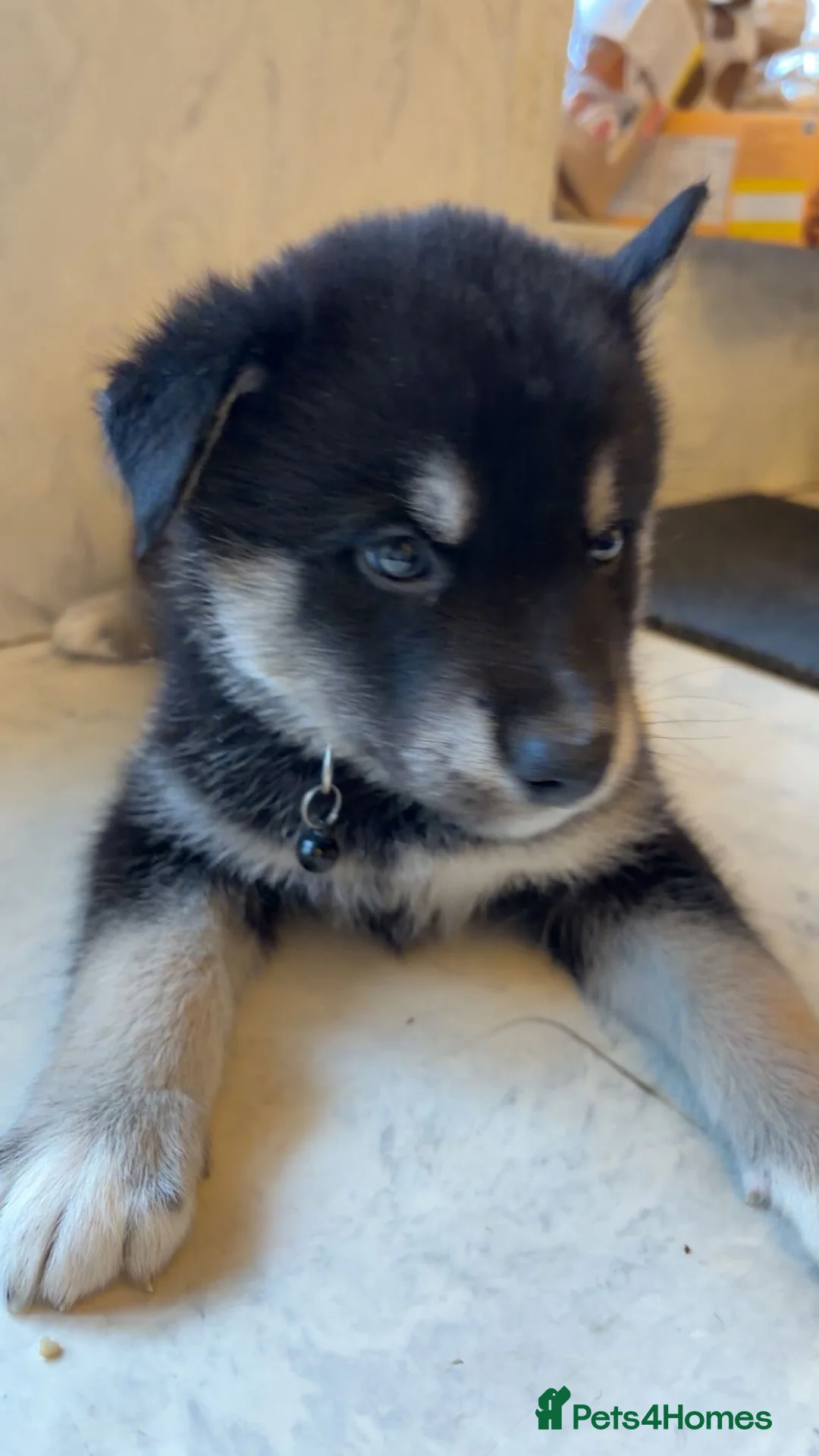 Northern Inuit dogs for sale: Northern Innuit puppies for sale  - Advert 15