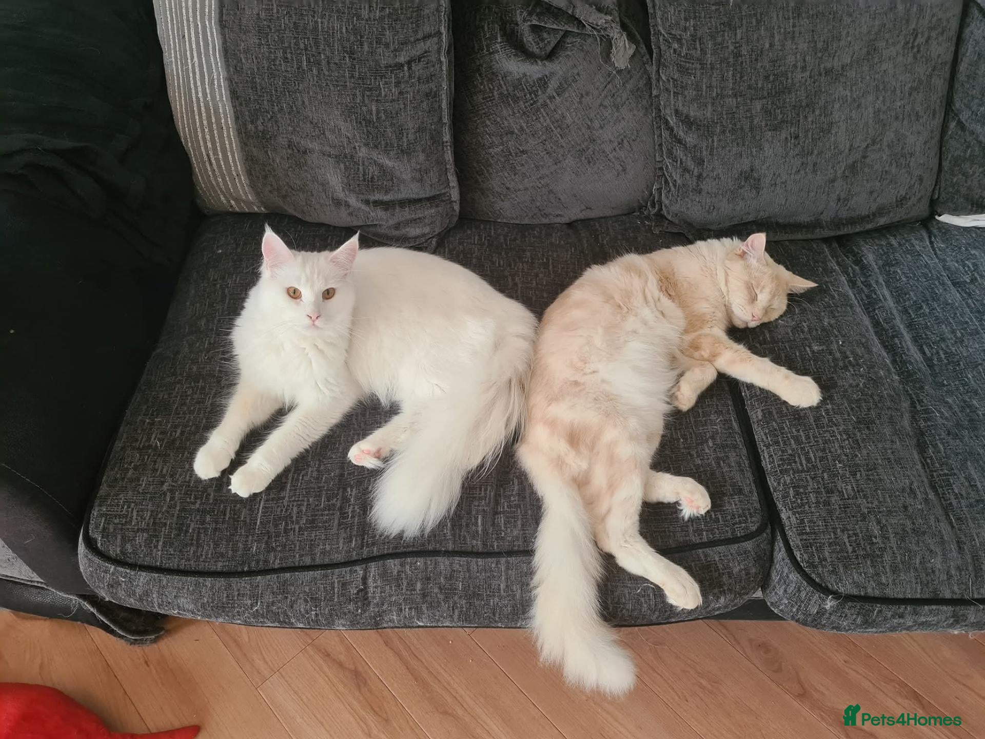 Maine Coon cats 2 adult main coons. MUST GO TOGETHER - Advert 1