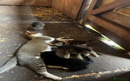 Mixed Breed cats for sale: Mixed coloured kittens looking for new homes!  - Image 14