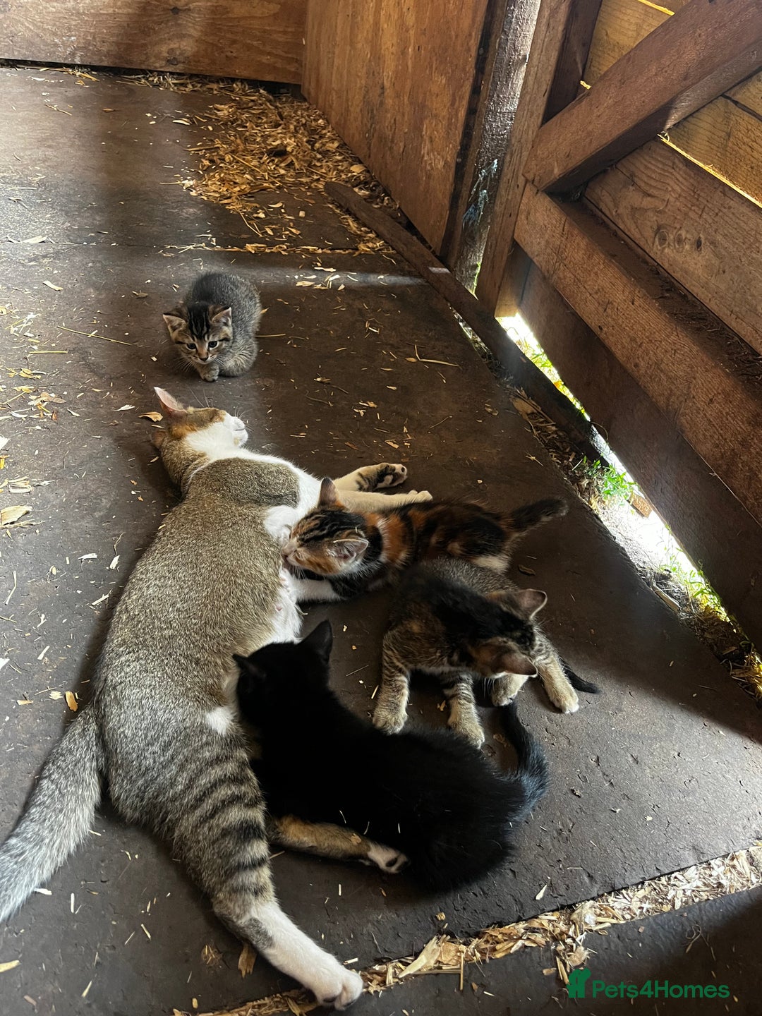 Mixed Breed cats for sale: Mixed coloured kittens looking for new homes!  - Image 14