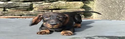 Dachshund dogs for sale: Wirehaired Dachshund Teckel KC registered puppies  - Advert 24
