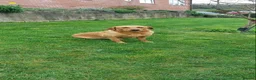 Labrador Retriever dogs for sale: KC Registered Fox red Labrador puppies in Newtown - Advert 25