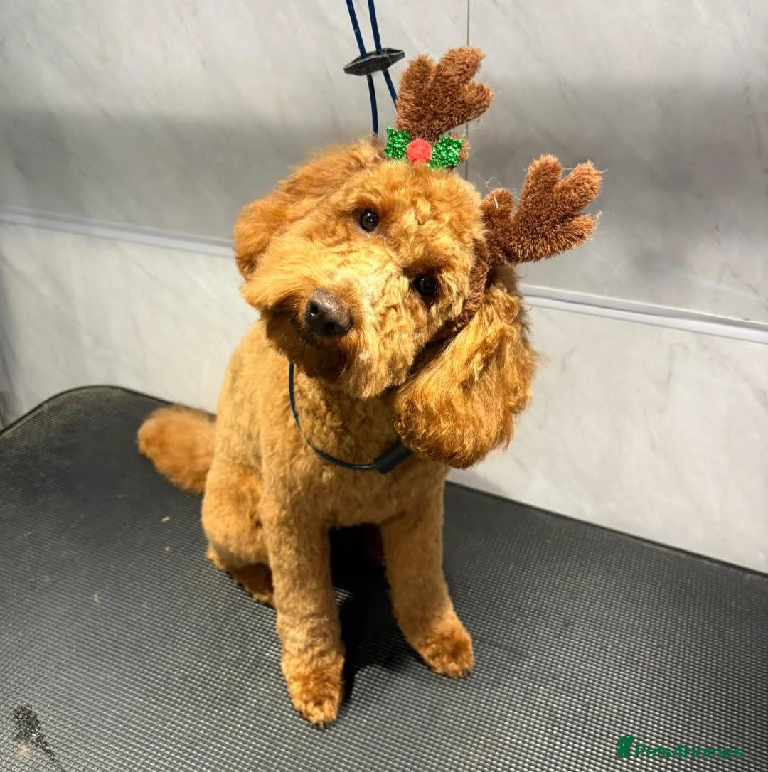 Cockapoo dogs for sale: Beautiful Red cockapoo puppies - Advert 2