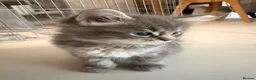 Ragcoon cats for sale: Beautiful raccoon kittens  - Advert 20