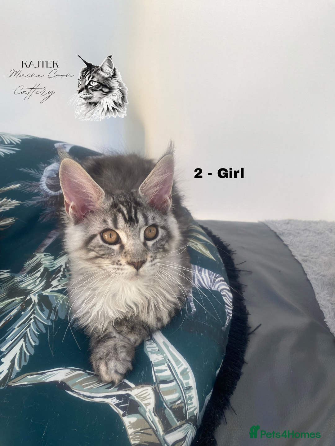 Maine Coon cats for sale: Russian Lane Shaded Maine Coon  - Image 4