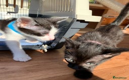 Siamese cats for sale: 2 half Siamese kittens  - Image 9