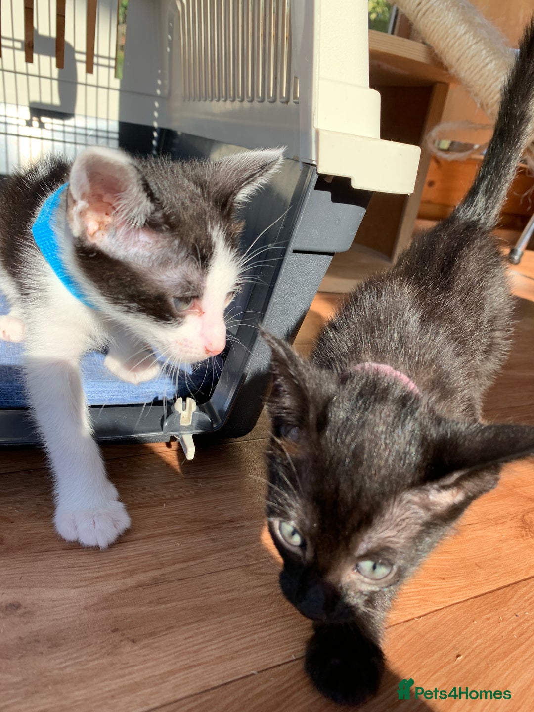 Siamese cats for sale: 2 half Siamese kittens  - Image 9
